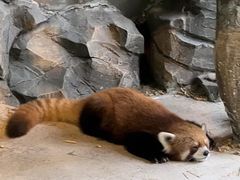 -绿色星球动物主题公园