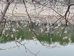 -桃花堤公园