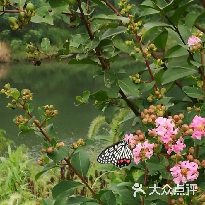 雲中竹石塘竹海農家樂民宿