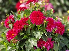 -青藏高原野生动物园