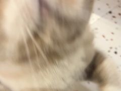 -滚猫咖啡·猫咖·猫友好撸猫(未来城店)