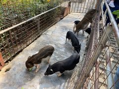 -光明农场大观园