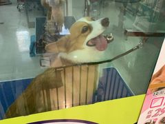 -乐琪宠物(青塔西路店)