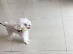 -瑞派福兴宠物医院犬猫全科·骨科·中西医结合(河东店)