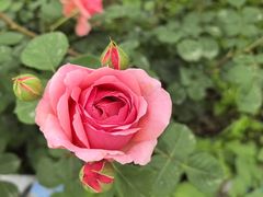 -都江堰玫瑰花溪谷