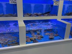 -小海丁