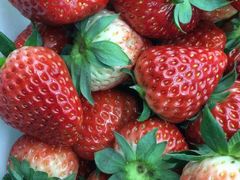 崂山富硒牛奶草莓-青青岛鲜果园
