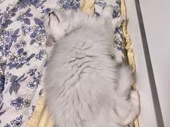 -猫大福·Fortune Cat猫舍(百子湾店)