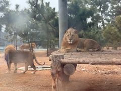 -西霞口神雕山野生动物世界