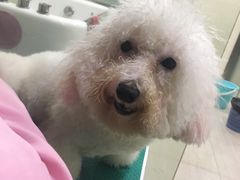 -佳雯宠物医院(四明中路分院)