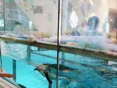 -帝企鹅自助餐厅•儿童岛•真企鹅(长隆企鹅酒店)