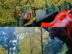 -青城山