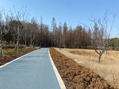 -昆山城市生态森林公园