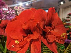 -双季花艺园艺市场(浦东店)