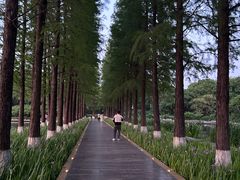 -圩墩遗址公园