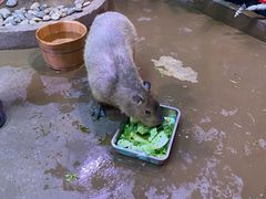 -正佳雨林生态植物园