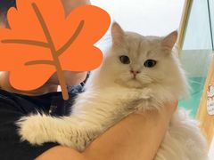 -猫在这儿猫咪咖啡馆·撸猫馆