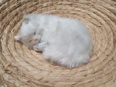 -瞄一喵猫咖(格力海岸店)