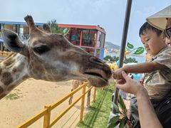 -西霞口神雕山野生动物世界