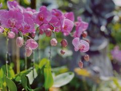 -新加坡植物园