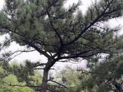 -北京鹫峰国家森林公园
