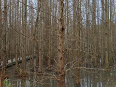 -桤木河湿地公园