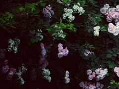 -白鹭湾湿地公园