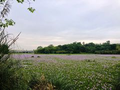 -白鹭湾湿地公园