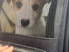 -瑞派康怡24h宠物医院·犬猫医疗中心·微创绝育(瑞景分院)