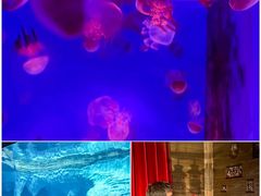 -海合安武汉极地海洋公园