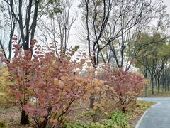 -回龙观体育文化公园