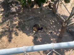 -西霞口神雕山野生动物世界