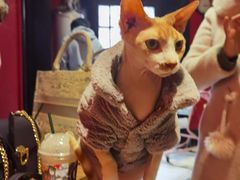 -猫色咖啡·猫咖