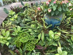 -石家庄市植物园