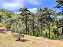 -北京西山国家森林公园