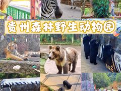 -贵州森林野生动物园