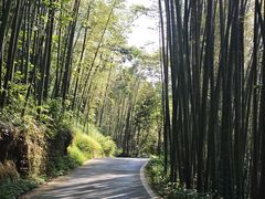 -缙云山景区