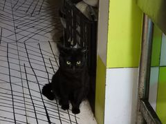 -何氏筠连水粉(明伦堂店)