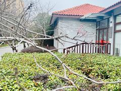 -高东镇樱花园