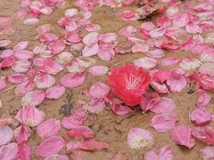 -南国桃园旅游度假区