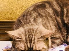 -more than meow吴止猫主题餐厅(承德 中船汇店)