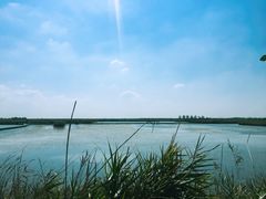 -盐城丹顶鹤湿地生态旅游区