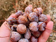 -永定河休闲森林公园