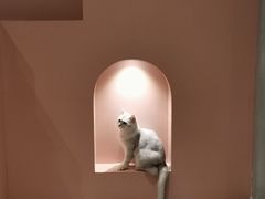 -猫儿山۰猫主题餐厅