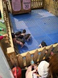 -萌宠亲子动物乐园(槐房万达店)