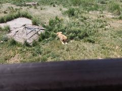 -新疆天山野生动物园