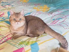 -东方名猫馆·英短金渐层布偶猫舍(环线广场1号楼店)