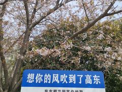-高东镇樱花园