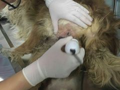 -中农大我爱我爱24h动物医院·中医针灸·猫专科·骨科医疗中心(双井店)