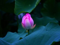 -荔湾湖公园